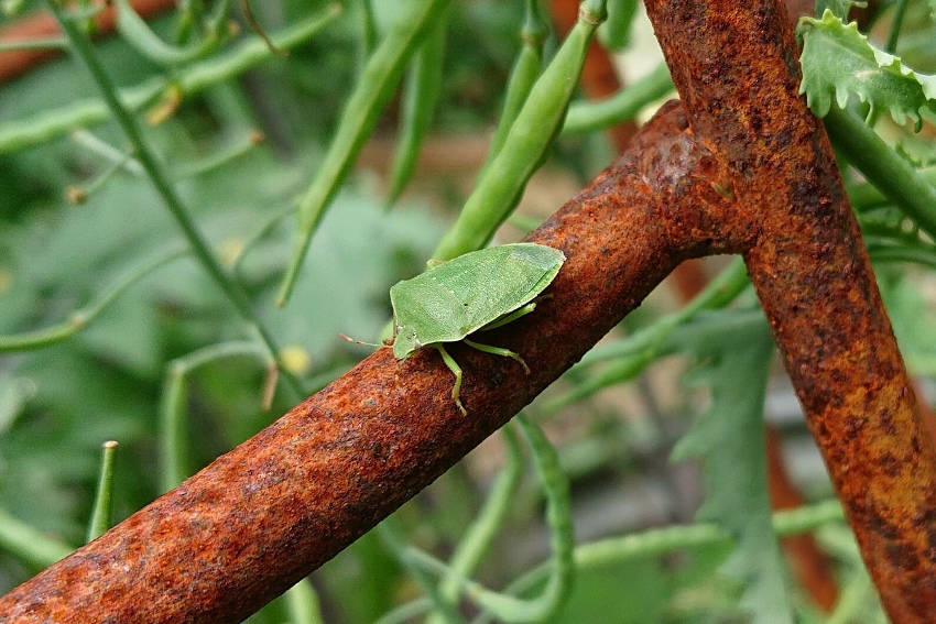 Adult Bug